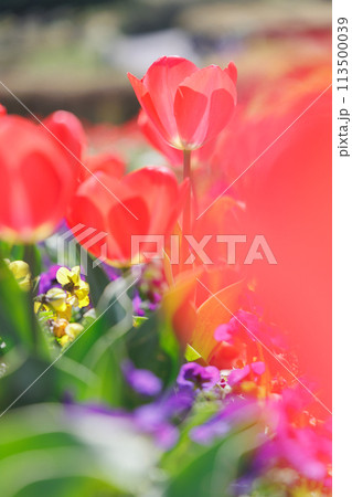 チューリップとパンジーの春の花壇 113500039