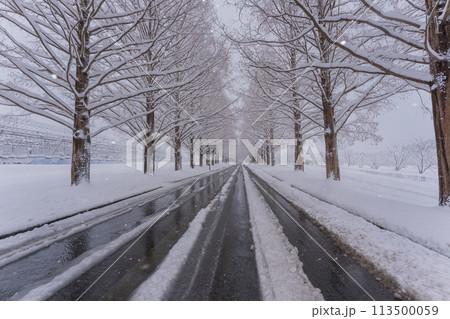 滋賀県高島市の雪冬の冬のメタセコイア並木を撮影したもの 113500059