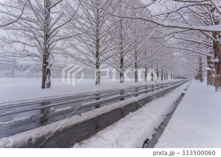滋賀県高島市の雪冬の冬のメタセコイア並木を撮影したもの 滋賀県高島市の雪冬の冬のメタセコイア並木を撮影したもの 113500060