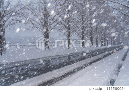 滋賀県高島市の雪冬の冬のメタセコイア並木を撮影したもの 113500064