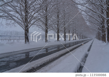 滋賀県高島市の雪冬の冬のメタセコイア並木を撮影したもの 113500066