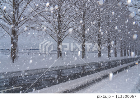 滋賀県高島市の雪冬の冬のメタセコイア並木を撮影したもの 113500067