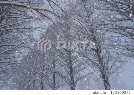 滋賀県高島市の雪冬の冬のメタセコイア並木を撮影したもの 滋賀県高島市の雪冬の冬のメタセコイア並木を撮影したもの 113500075