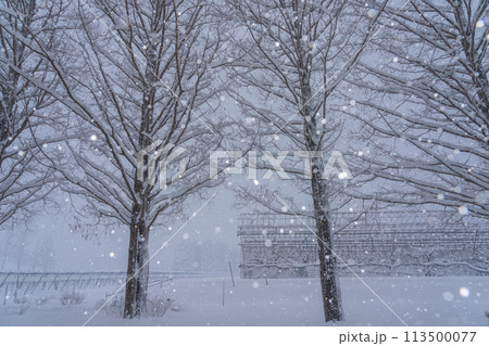 滋賀県高島市の雪冬の冬のメタセコイア並木を撮影したもの 113500077