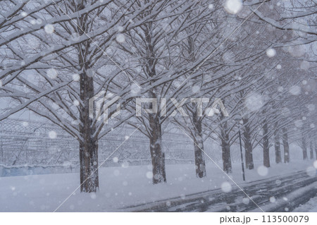 滋賀県高島市の雪冬の冬のメタセコイア並木を撮影したもの 113500079