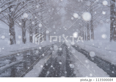 滋賀県高島市の雪冬の冬のメタセコイア並木を撮影したもの 113500084