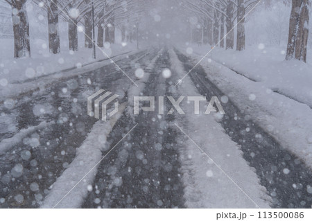 滋賀県高島市の雪冬の冬のメタセコイア並木を撮影したもの 113500086