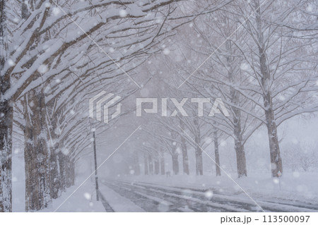 滋賀県高島市の雪冬の冬のメタセコイア並木を撮影したもの 113500097