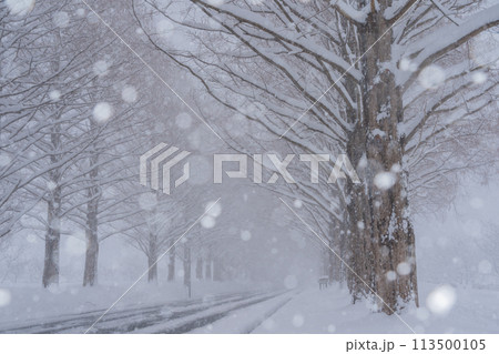滋賀県高島市の雪冬の冬のメタセコイア並木を撮影したもの 113500105