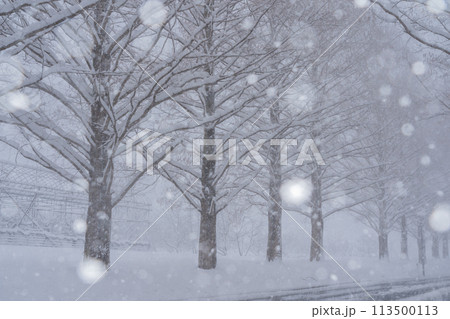 滋賀県高島市の雪冬の冬のメタセコイア並木を撮影したもの 113500113