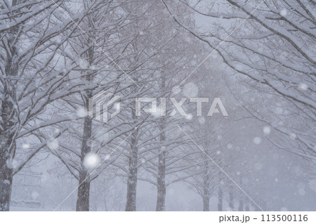 滋賀県高島市の雪冬の冬のメタセコイア並木を撮影したもの 滋賀県高島市の雪冬の冬のメタセコイア並木を撮影したもの 113500116