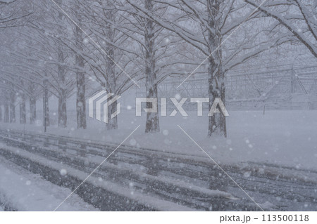 滋賀県高島市の雪冬の冬のメタセコイア並木を撮影したもの 113500118