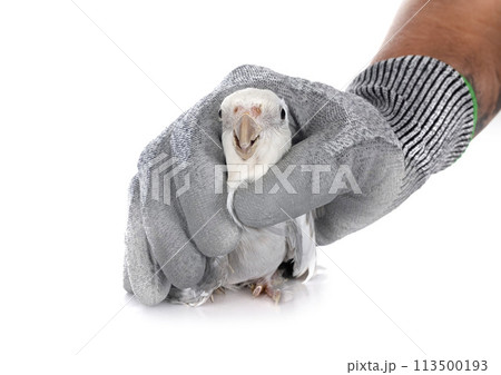 flying gray cockatiel 113500193