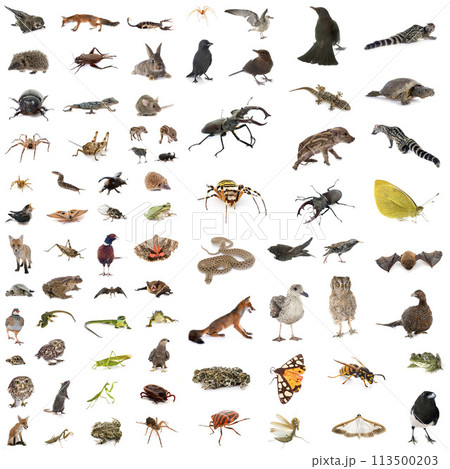 european wildlife in studio european wildlife in studio 113500203