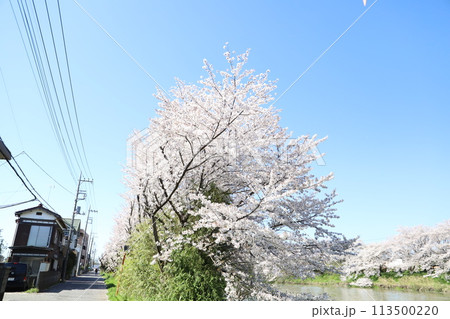 春の埼玉県蓮田市を流れる元荒川の河川敷に咲くソメイヨシノの桜の花 春の埼玉県蓮田市を流れる元荒川の河川敷に咲くソメイヨシノの桜の花 113500220