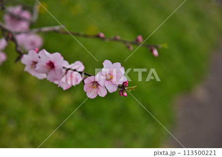 アーモンドの花と陽気に誘われて 113500221