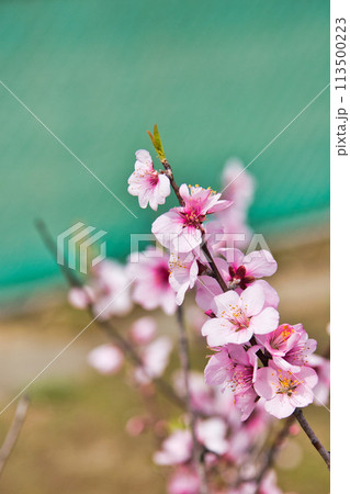 アーモンドの花と陽気に誘われて 113500223