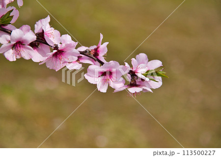 アーモンドの花と陽気に誘われて 113500227