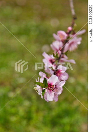 アーモンドの花と陽気に誘われて 113500229