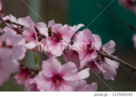 アーモンドの花と陽気に誘われて 113500242