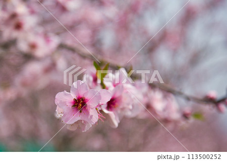 アーモンドの花と陽気に誘われて 113500252
