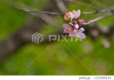 アーモンドの花と陽気に誘われて 113500254