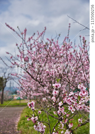 アーモンドの花と陽気に誘われて アーモンドの花と陽気に誘われて 113500256