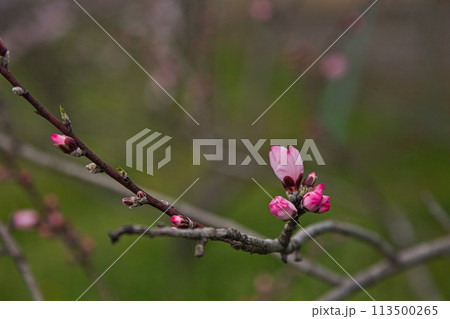 アーモンドの花と陽気に誘われて 113500265