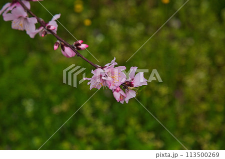 アーモンドの花と陽気に誘われて 113500269