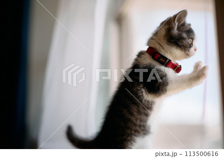 窓辺の子猫 窓辺の子猫 113500616