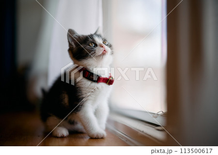 窓辺の子猫 窓辺の子猫 113500617