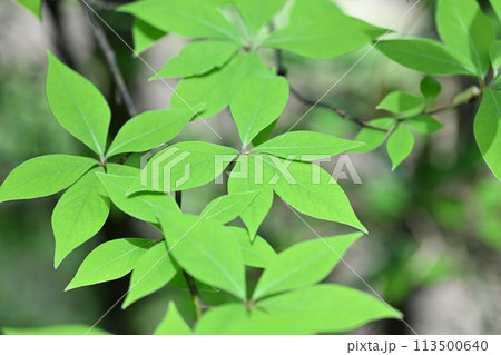 クロモジ（黒文字）の若葉 113500640
