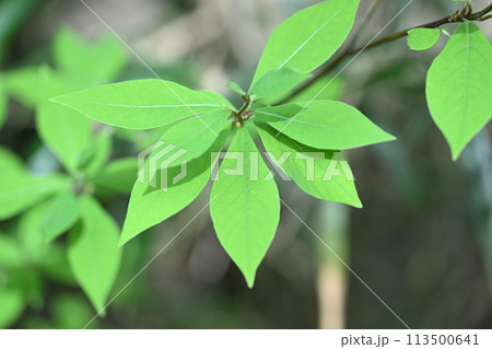 クロモジ（黒文字）の若葉 113500641