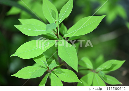 クロモジ（黒文字）の若葉 113500642