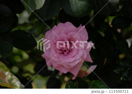 満開のバラ　「青空」 113500721