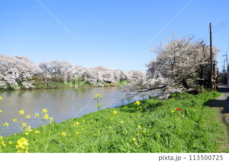 春の埼玉県蓮田市を流れる元荒川の川岸に咲くソメイヨシノの桜の花 113500725