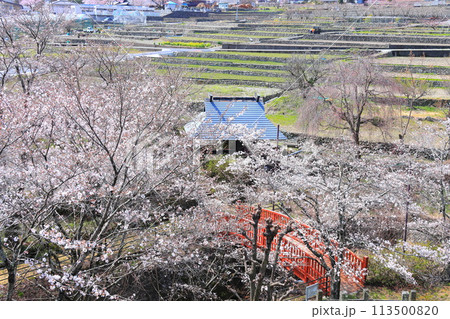 「春の桜と赤い橋」　山梨県ほたるみ橋公園 113500820