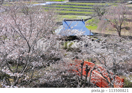 「春の桜と赤い橋」 山梨県ほたるみ橋公園 「春の桜と赤い橋」 山梨県ほたるみ橋公園 113500821