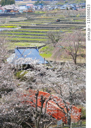 「春の桜と赤い橋」　山梨県ほたるみ橋公園 113500823