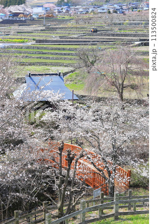 「春の桜と赤い橋」　山梨県ほたるみ橋公園 113500824