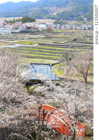 「春の桜と赤い橋」　山梨県ほたるみ橋公園 113500827