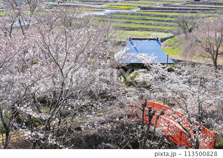 「春の桜と赤い橋」　山梨県ほたるみ橋公園 113500828