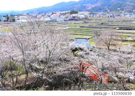 「春の桜と赤い橋」 山梨県ほたるみ橋公園 「春の桜と赤い橋」 山梨県ほたるみ橋公園 113500830