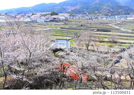 「春の桜と赤い橋」　山梨県ほたるみ橋公園 113500831