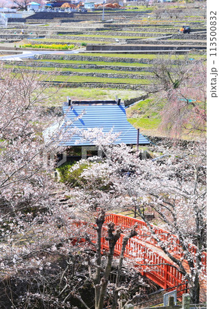 「春の桜と赤い橋」　山梨県ほたるみ橋公園 113500832