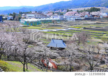 「春の桜と赤い橋」 山梨県ほたるみ橋公園 「春の桜と赤い橋」 山梨県ほたるみ橋公園 113500838