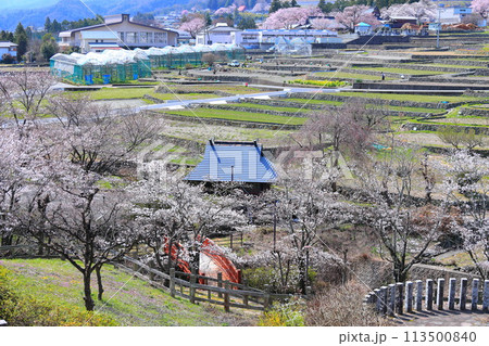 「春の桜と赤い橋」　山梨県ほたるみ橋公園 113500840