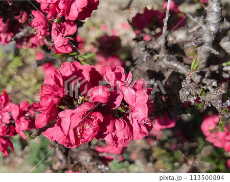 団子状態で咲くボケの花 団子状態で咲くボケの花 113500894