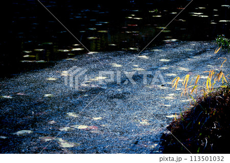 京都市西京区大原野神社の鯉沢の池が凍った冬景色を撮影 京都市西京区大原野神社の鯉沢の池が凍った冬景色を撮影 113501032