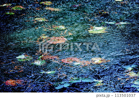 京都市西京区大原野神社の鯉沢の池が凍った冬景色を撮影 113501037